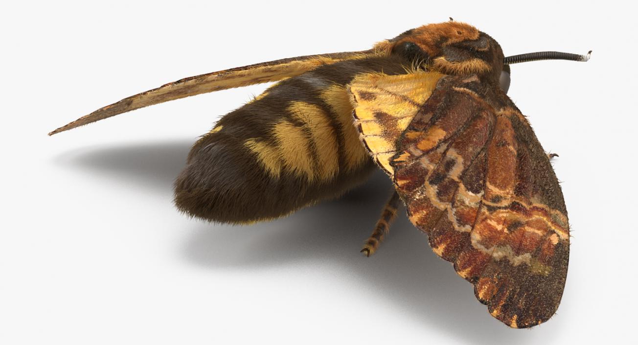 Deaths Head Hawkmoth with Fur 3D model