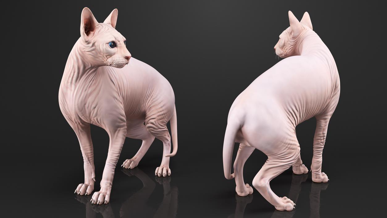 Cream Color Sphynx Cat 3D