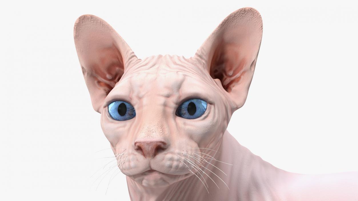 Cream Color Sphynx Cat 3D