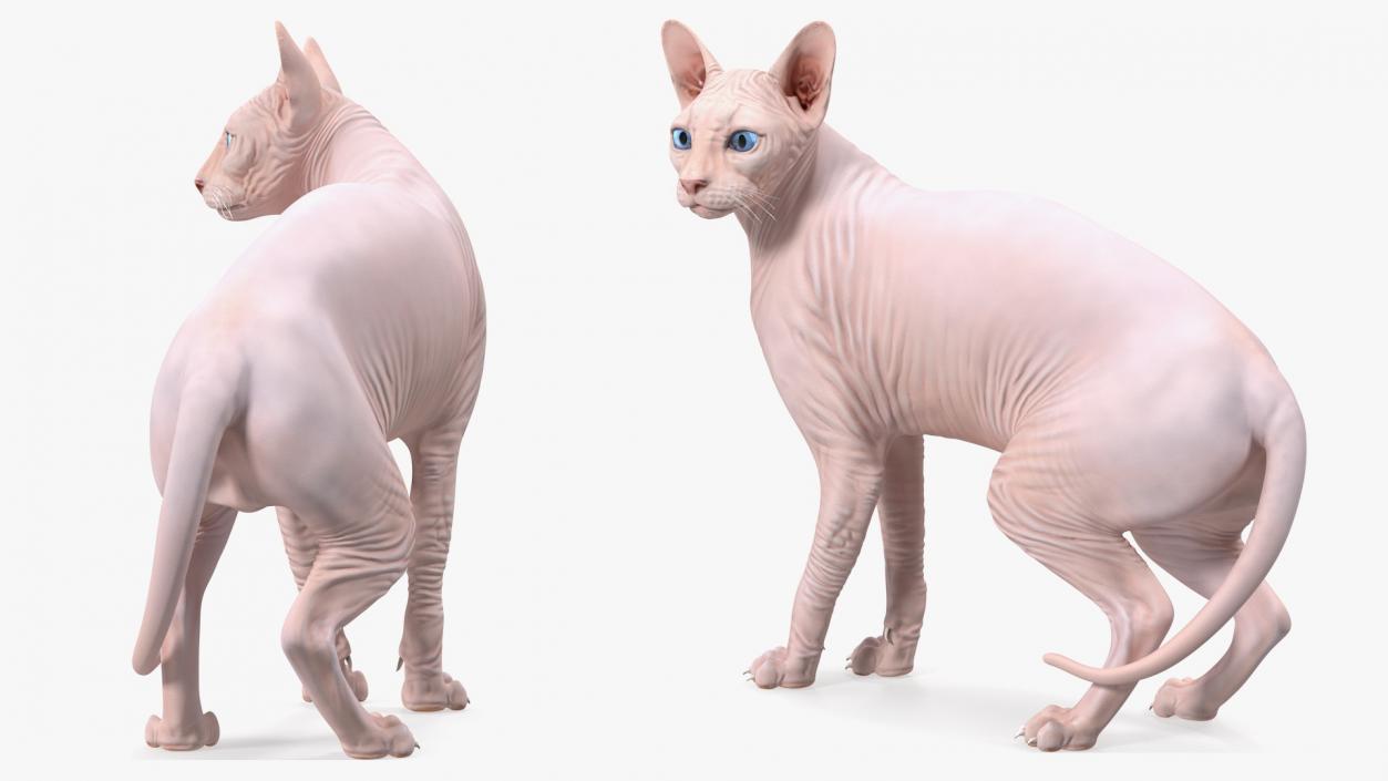 Cream Color Sphynx Cat 3D