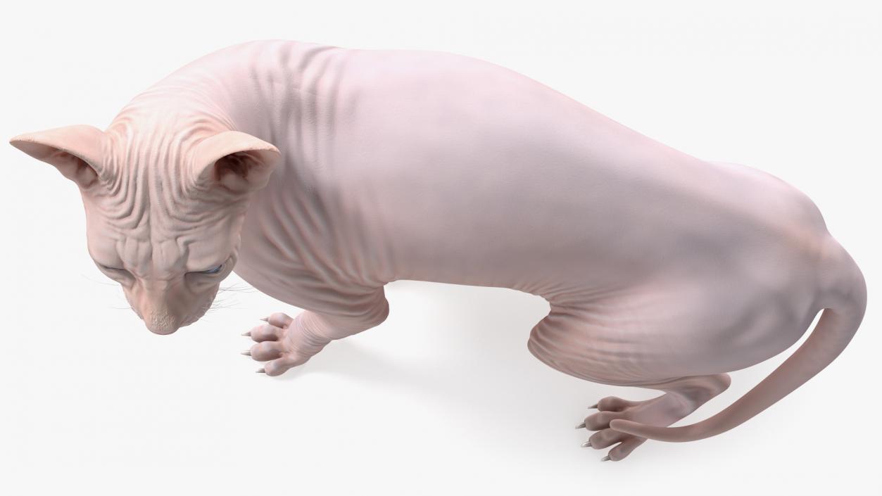 Cream Color Sphynx Cat 3D