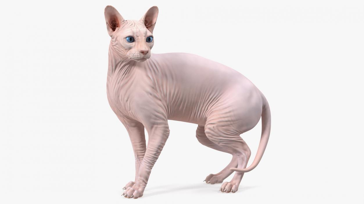 Cream Color Sphynx Cat 3D