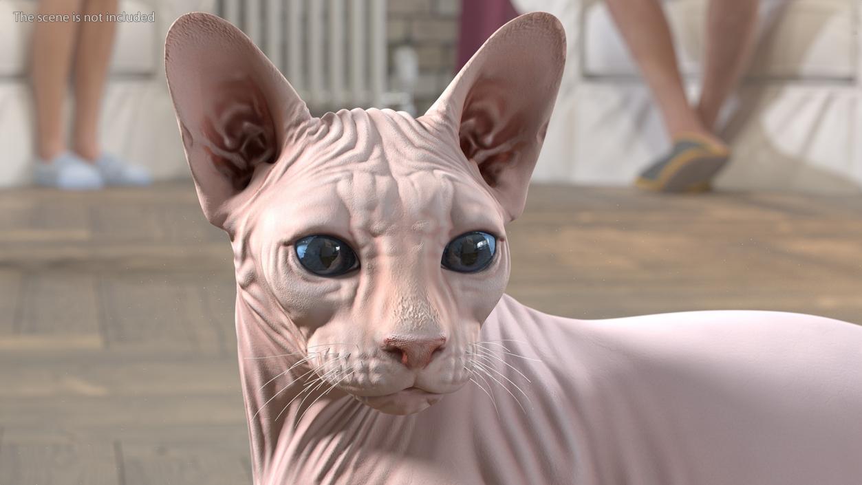 Cream Color Sphynx Cat 3D