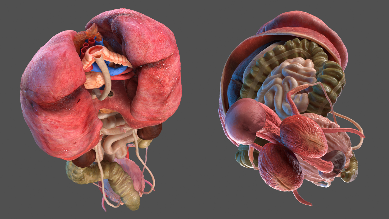 3D model Male Internal Organs