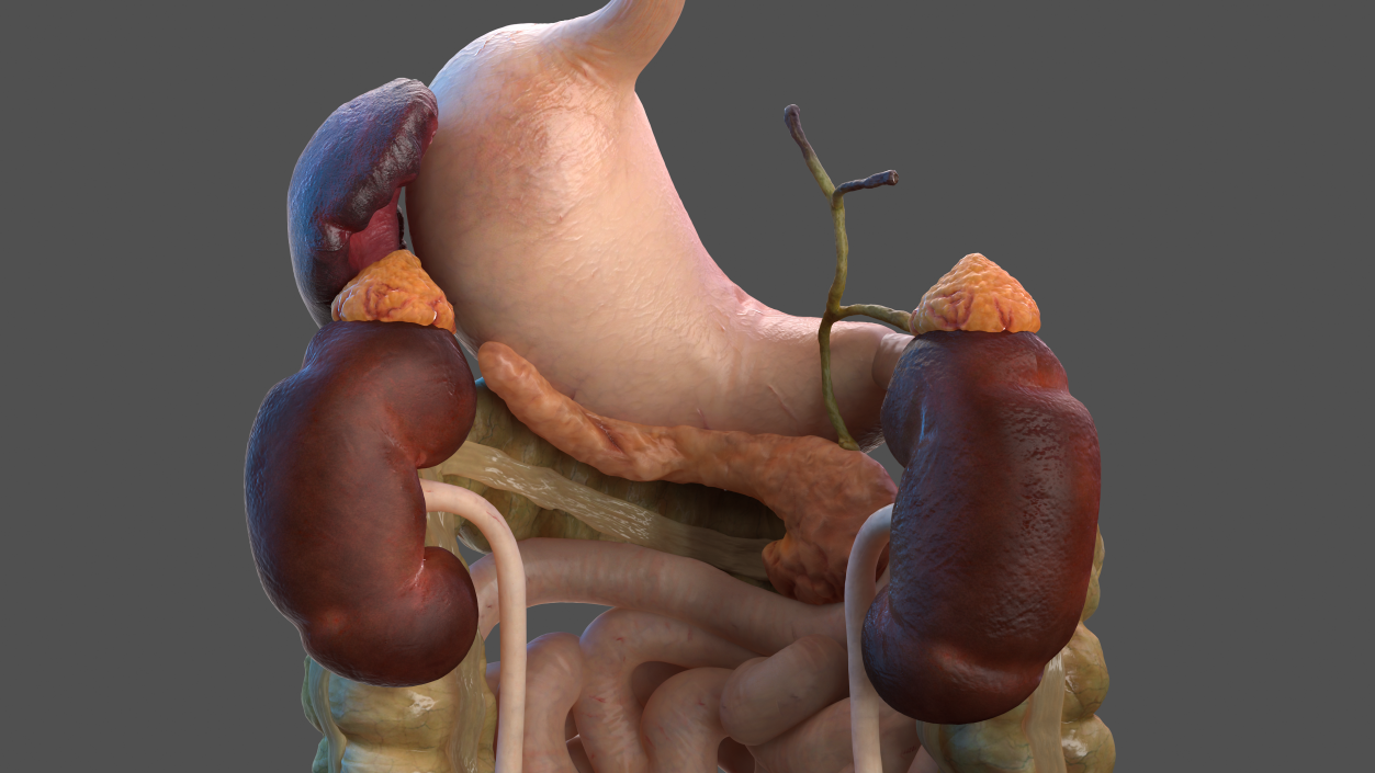 3D model Male Internal Organs