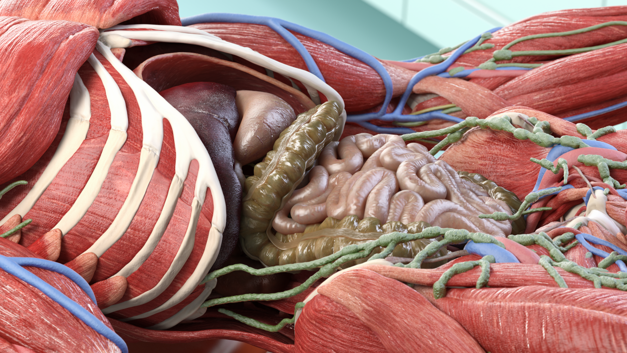 3D model Male Internal Organs