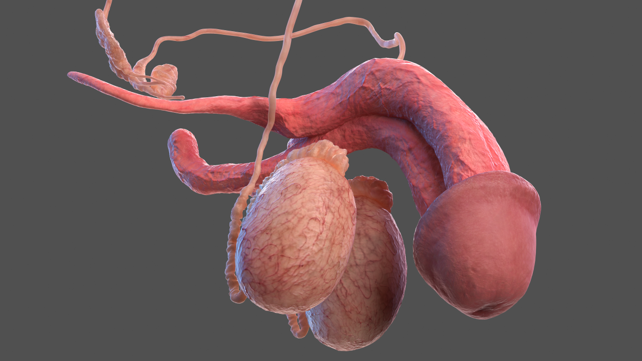 3D model Male Internal Organs