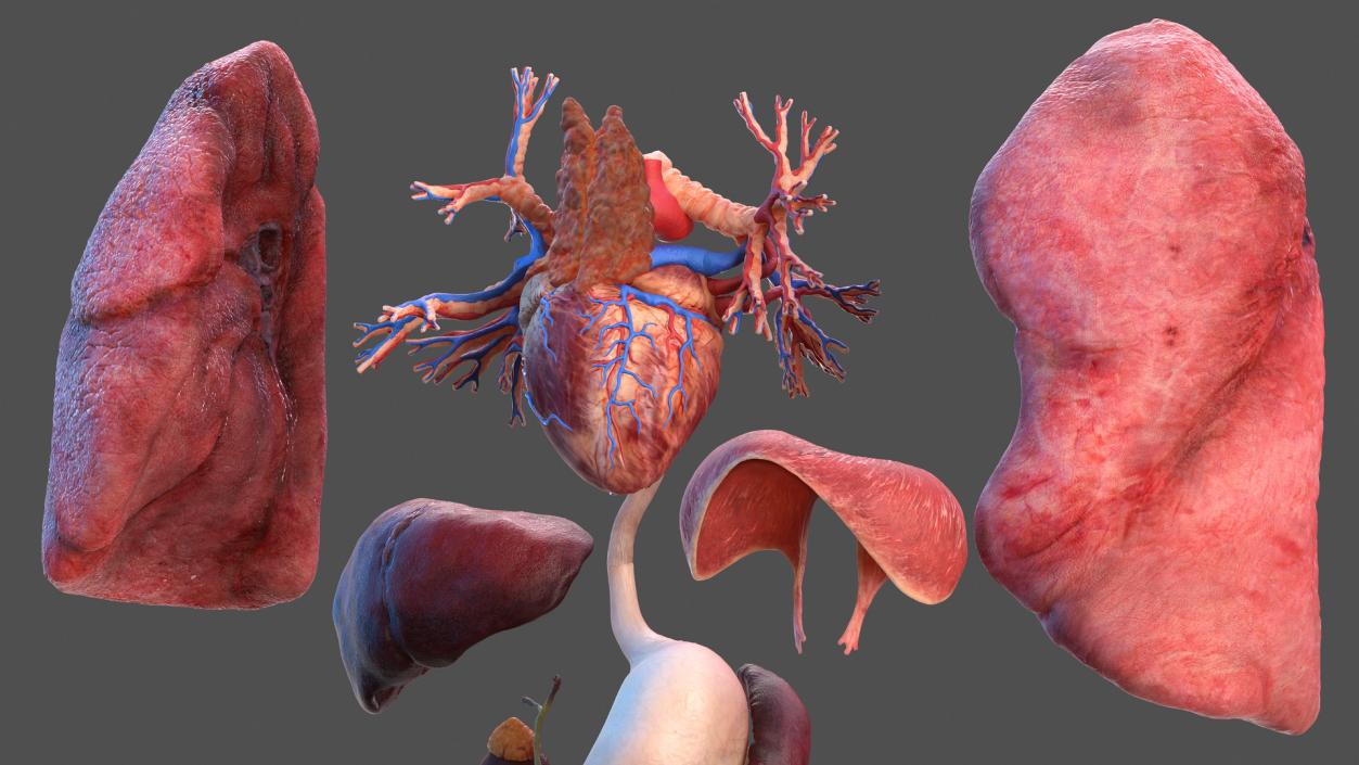 3D model Male Internal Organs