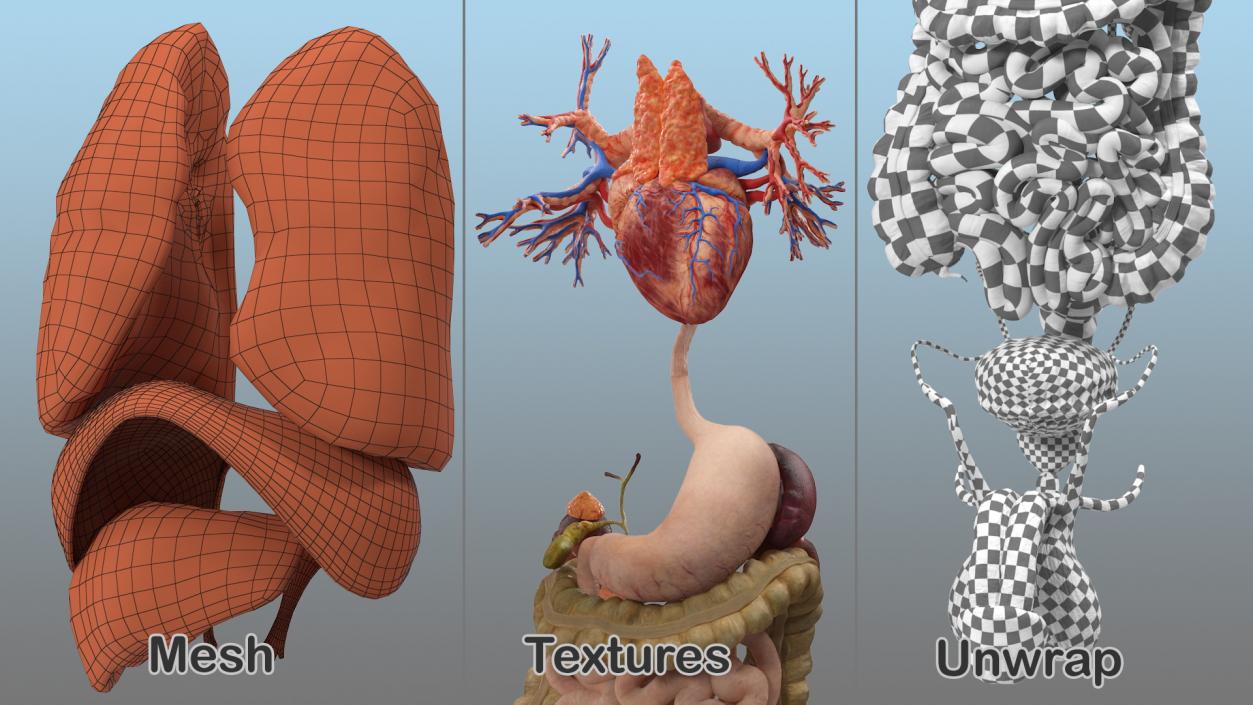 3D model Male Internal Organs