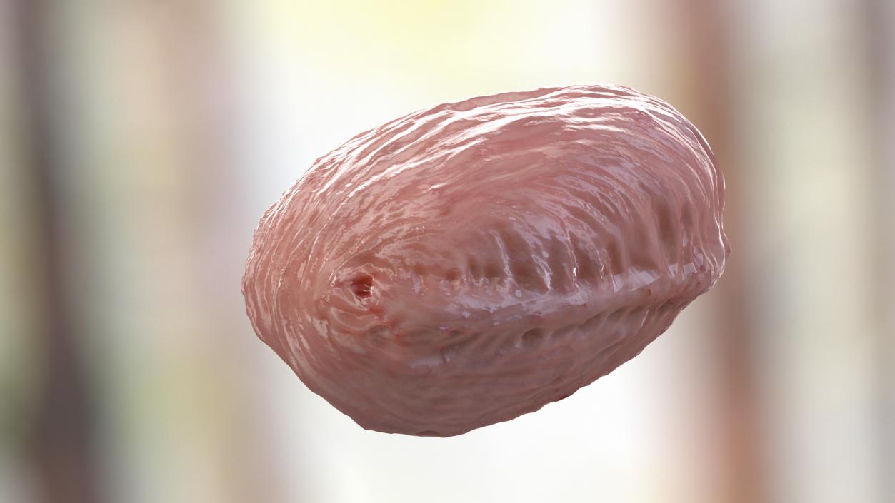 3D model Male Internal Organs