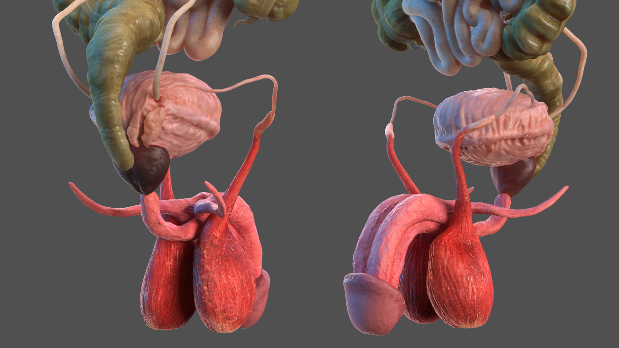 3D model Male Internal Organs