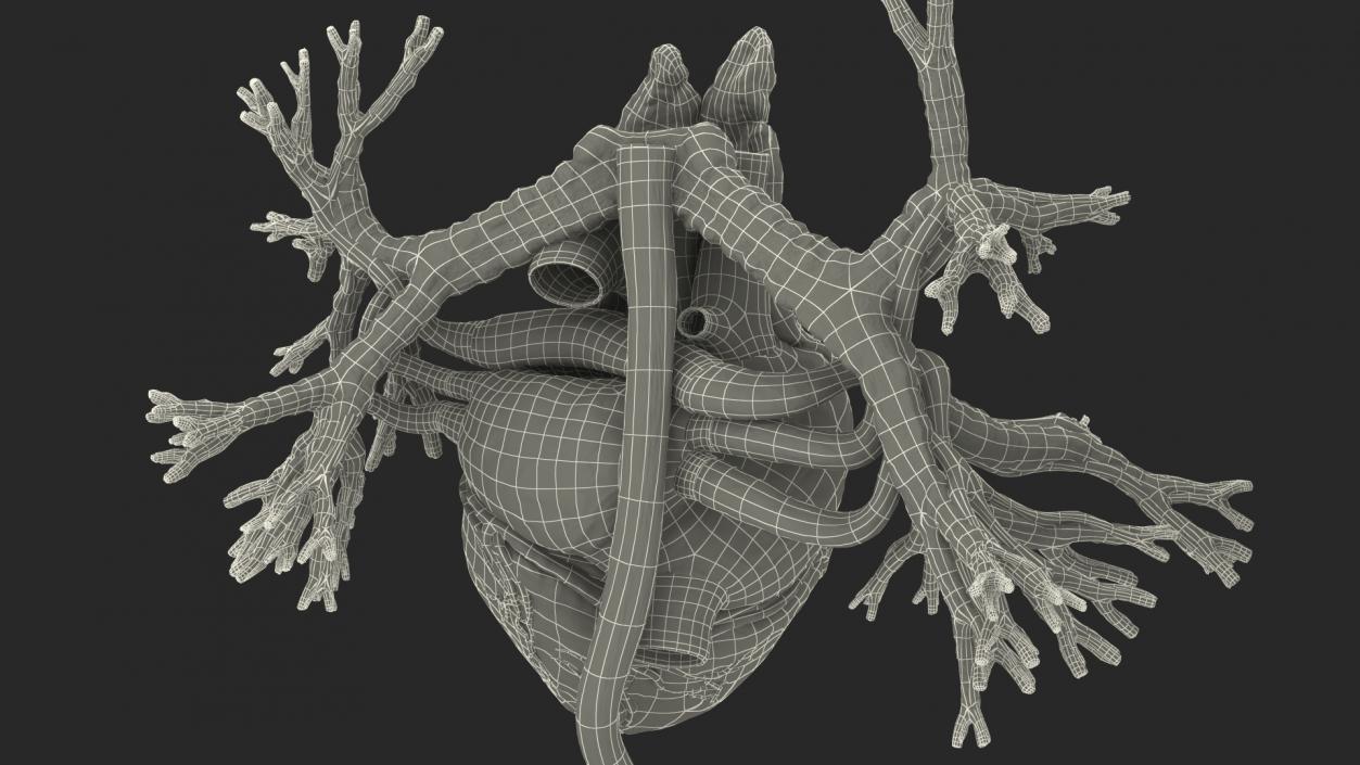 3D model Male Internal Organs