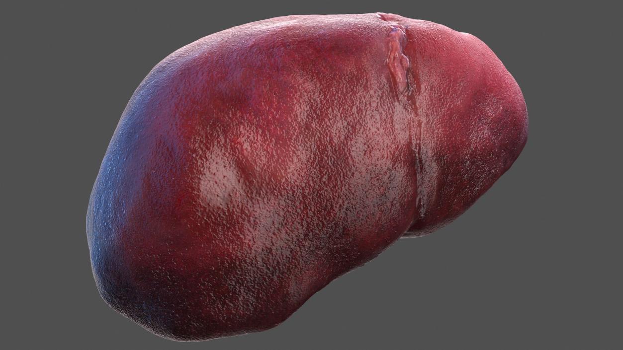 3D model Male Internal Organs