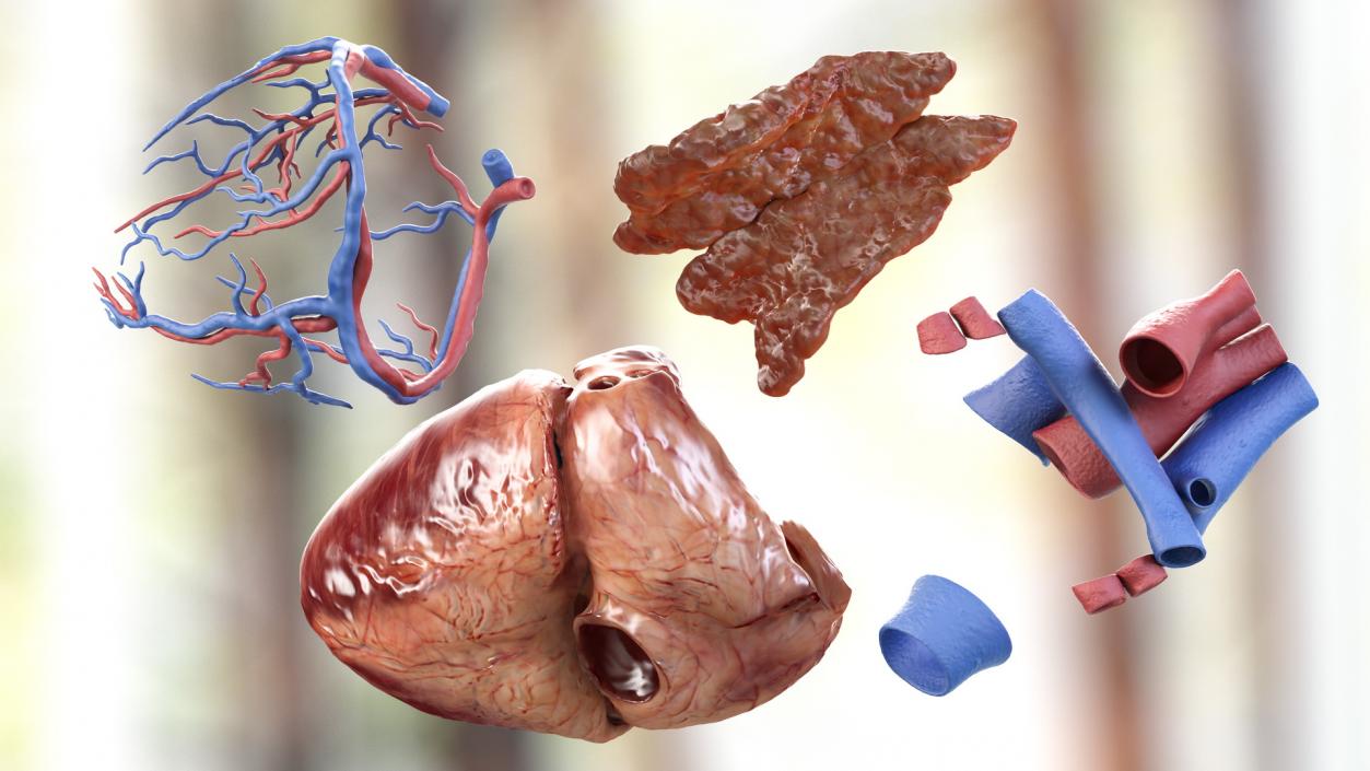 3D model Male Internal Organs