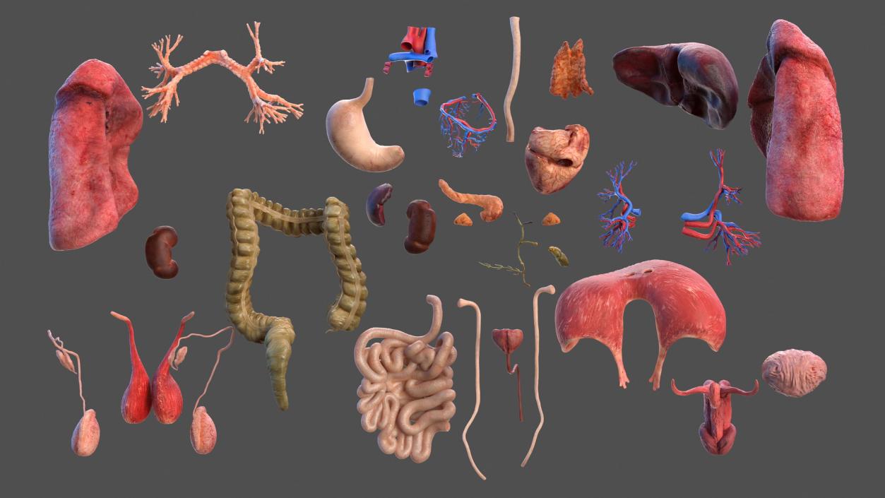 3D model Male Internal Organs