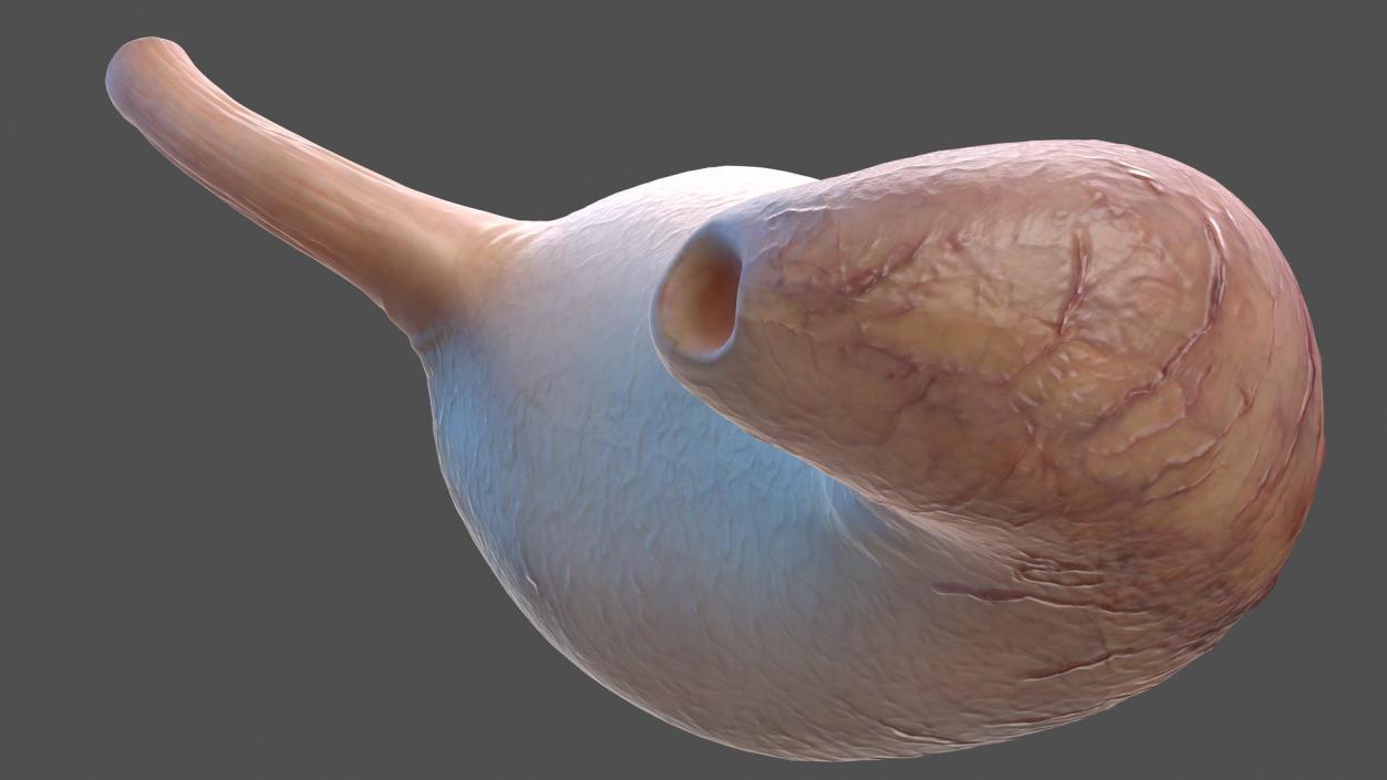 3D model Male Internal Organs