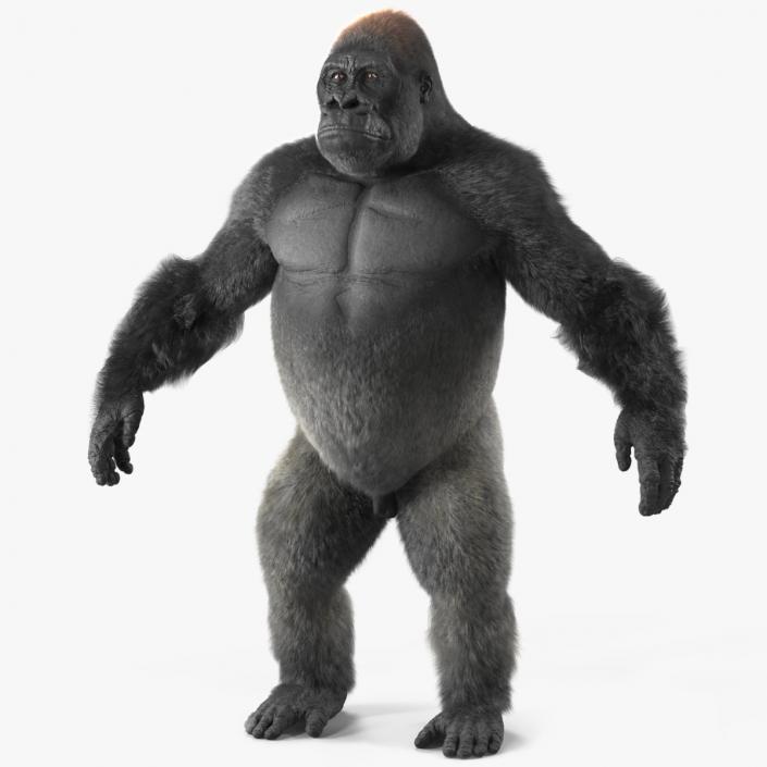 Western Gorilla Base Pose Fur 3D model