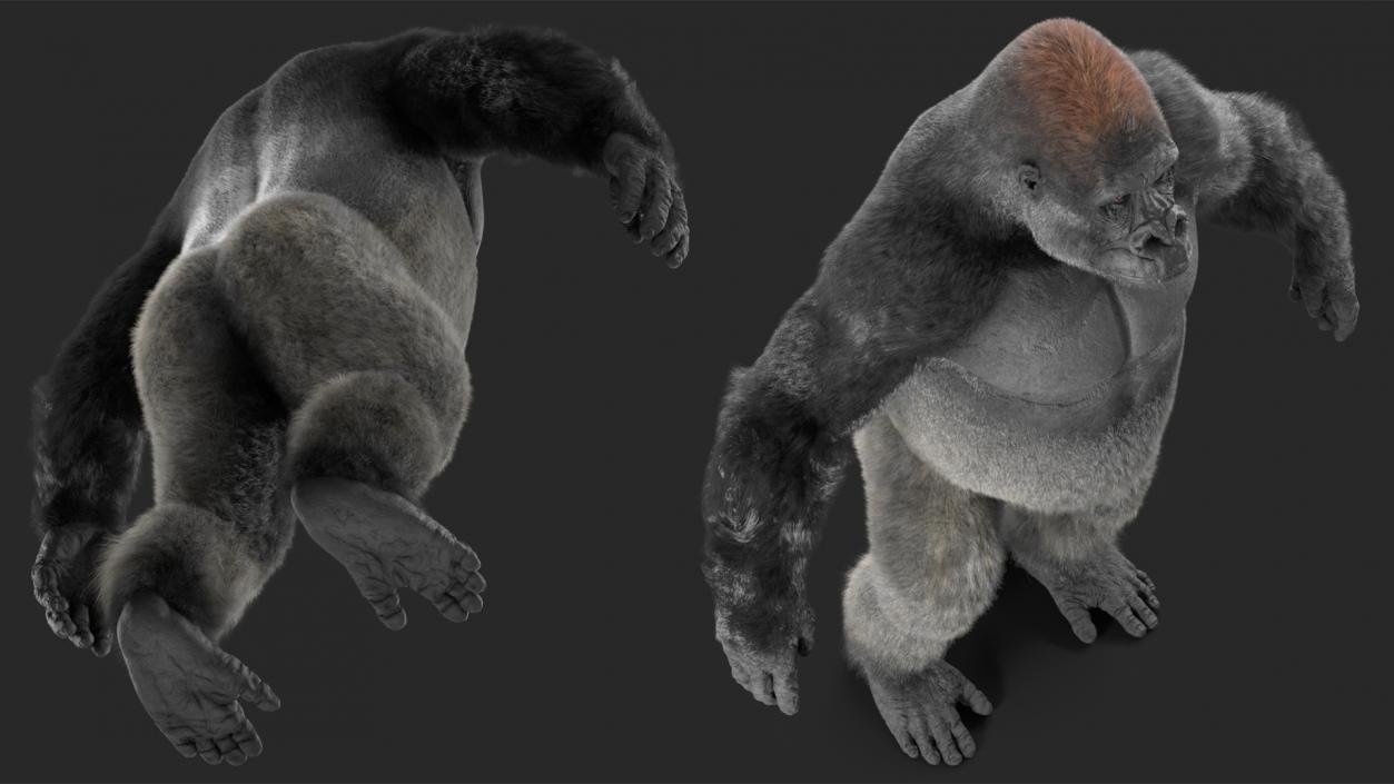 Western Gorilla Base Pose Fur 3D model