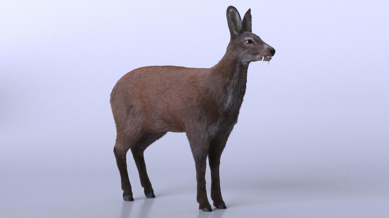 Siberian Musk Deer Fur 3D