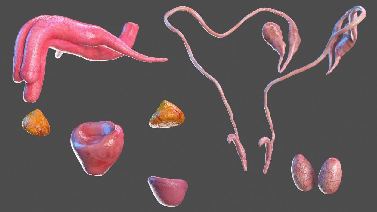 Complete Male and Kid Boy Anatomy Collection 3D model