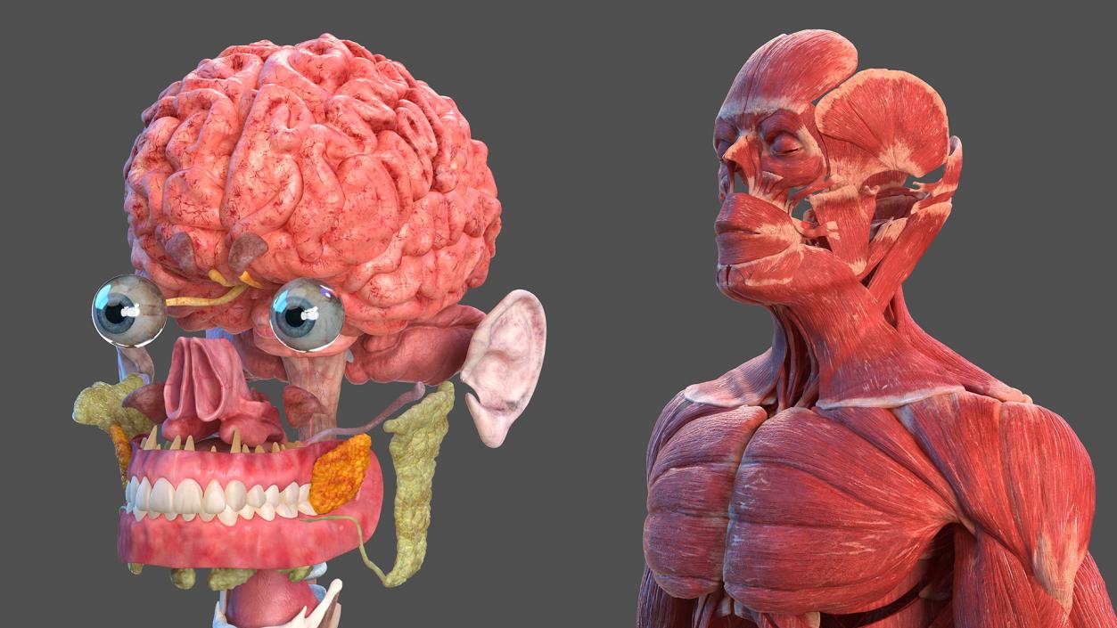 Complete Male and Kid Boy Anatomy Collection 3D model