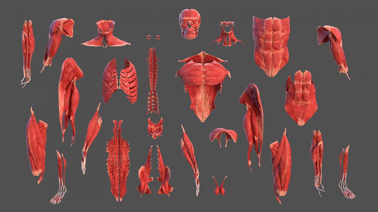 Complete Male and Kid Boy Anatomy Collection 3D model