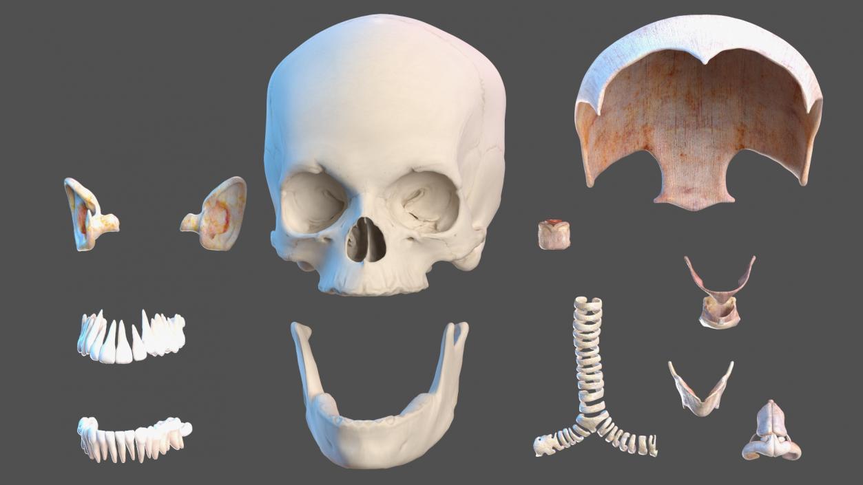 Complete Male and Kid Boy Anatomy Collection 3D model