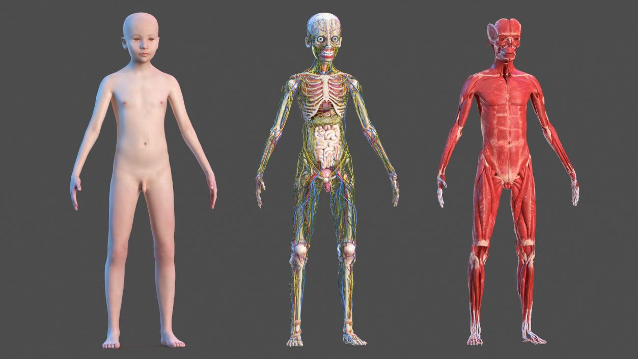 Complete Male and Kid Boy Anatomy Collection 3D model