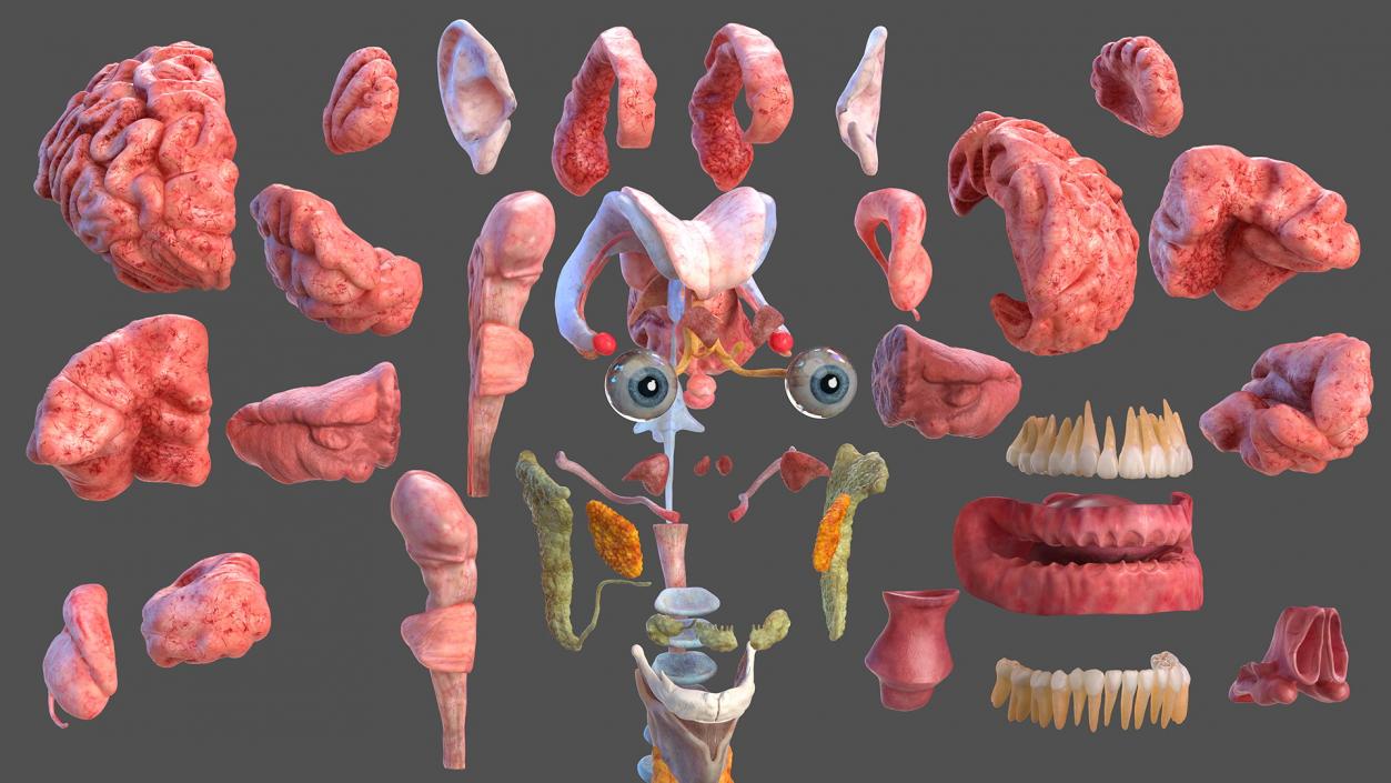 Complete Male and Kid Boy Anatomy Collection 3D model