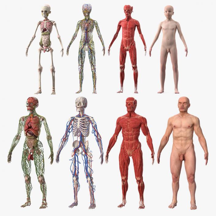 Complete Male and Kid Boy Anatomy Collection 3D model