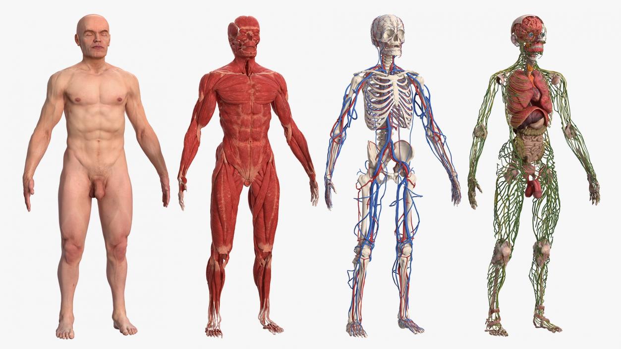 Complete Male and Kid Boy Anatomy Collection 3D model