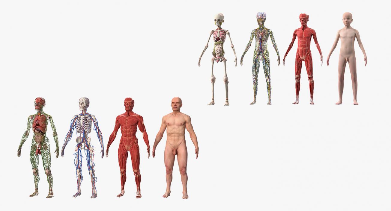 Complete Male and Kid Boy Anatomy Collection 3D model