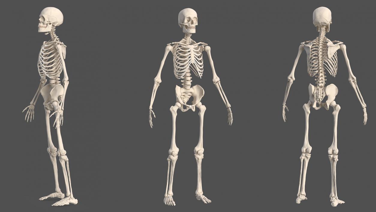 Complete Male and Kid Boy Anatomy Collection 3D model