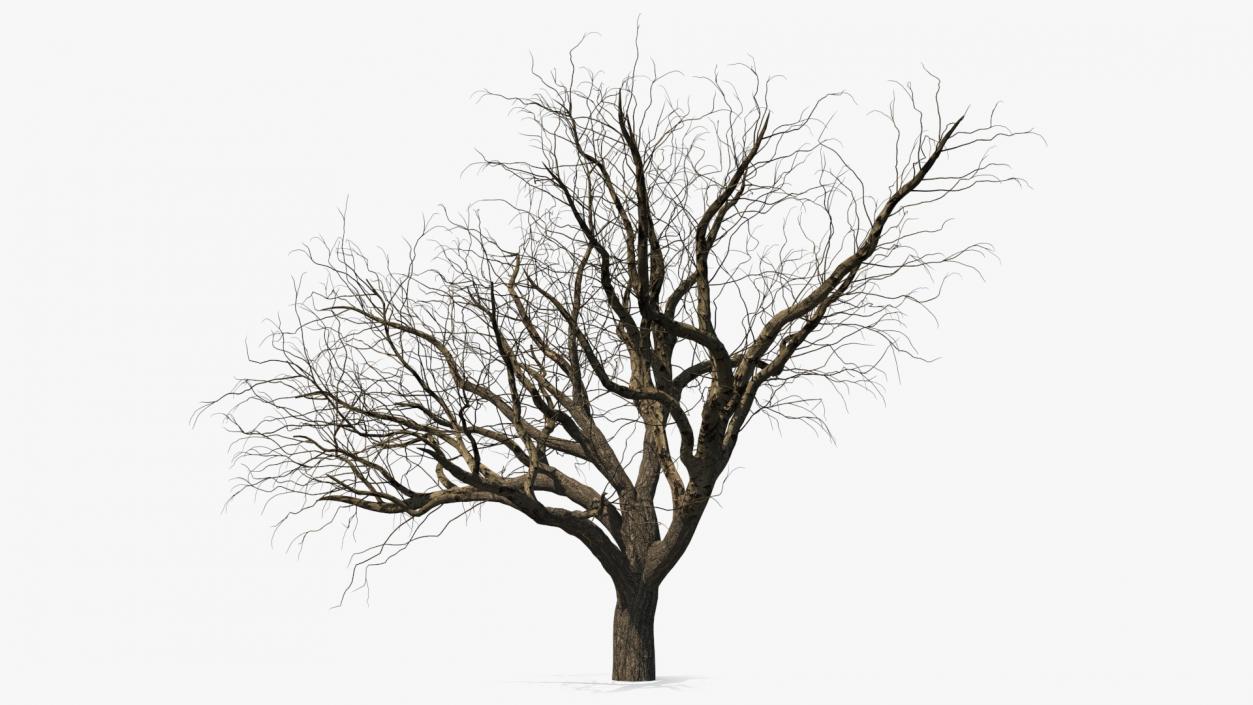 3D model Winter Trees Collection 5