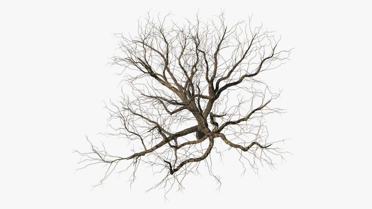 3D model Winter Trees Collection 5