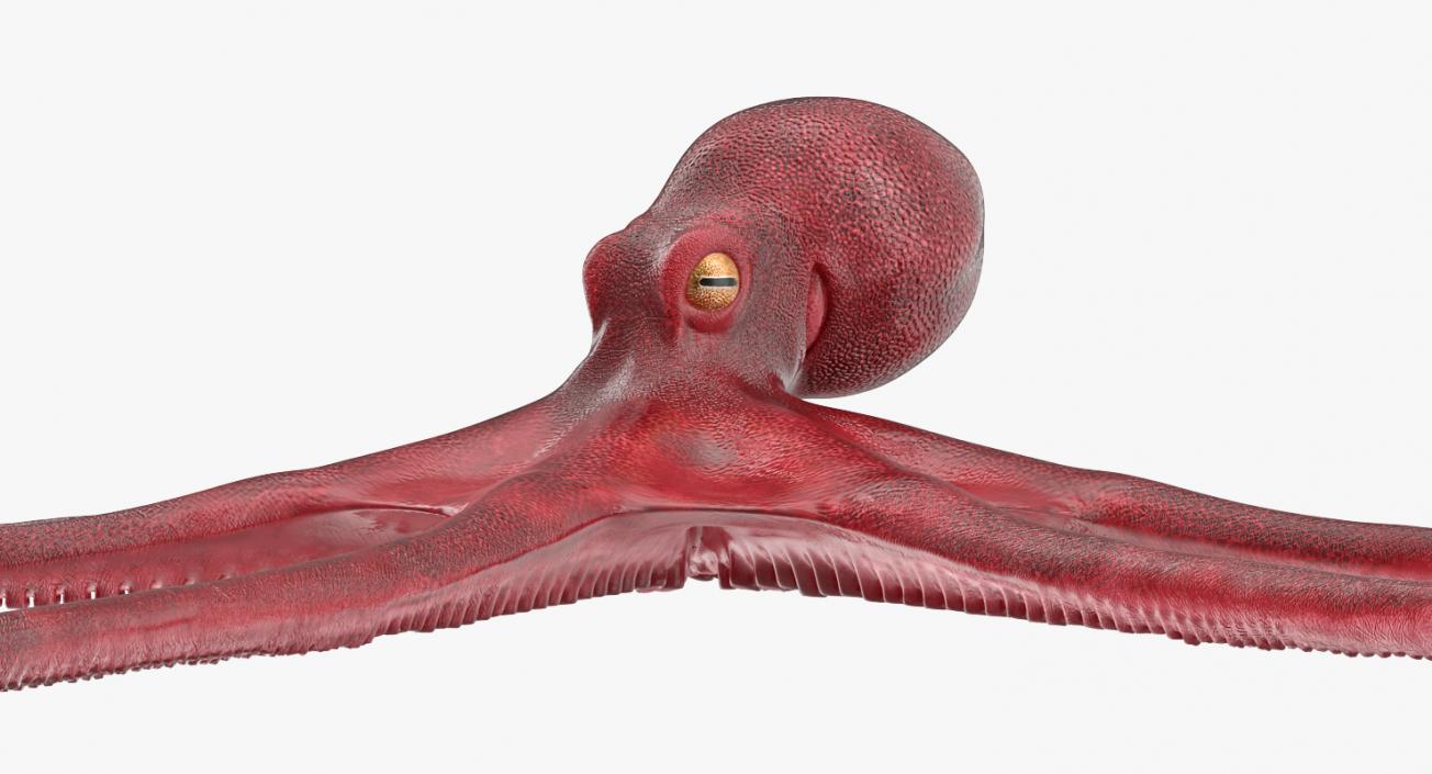 3D Octopus Vulgaris