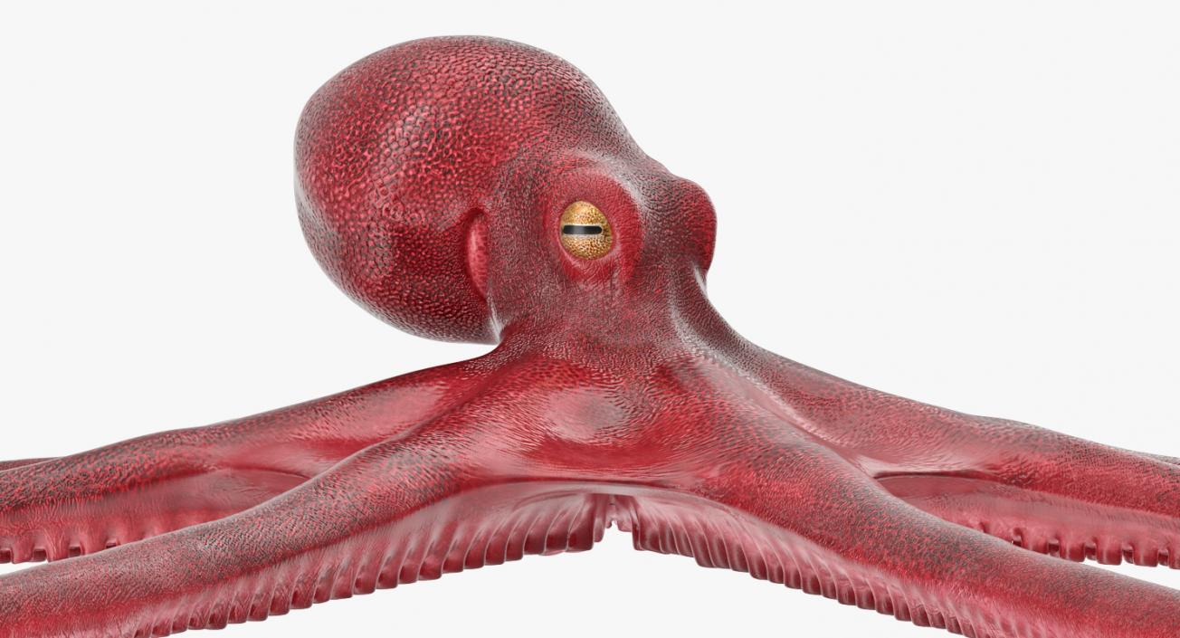 3D Octopus Vulgaris