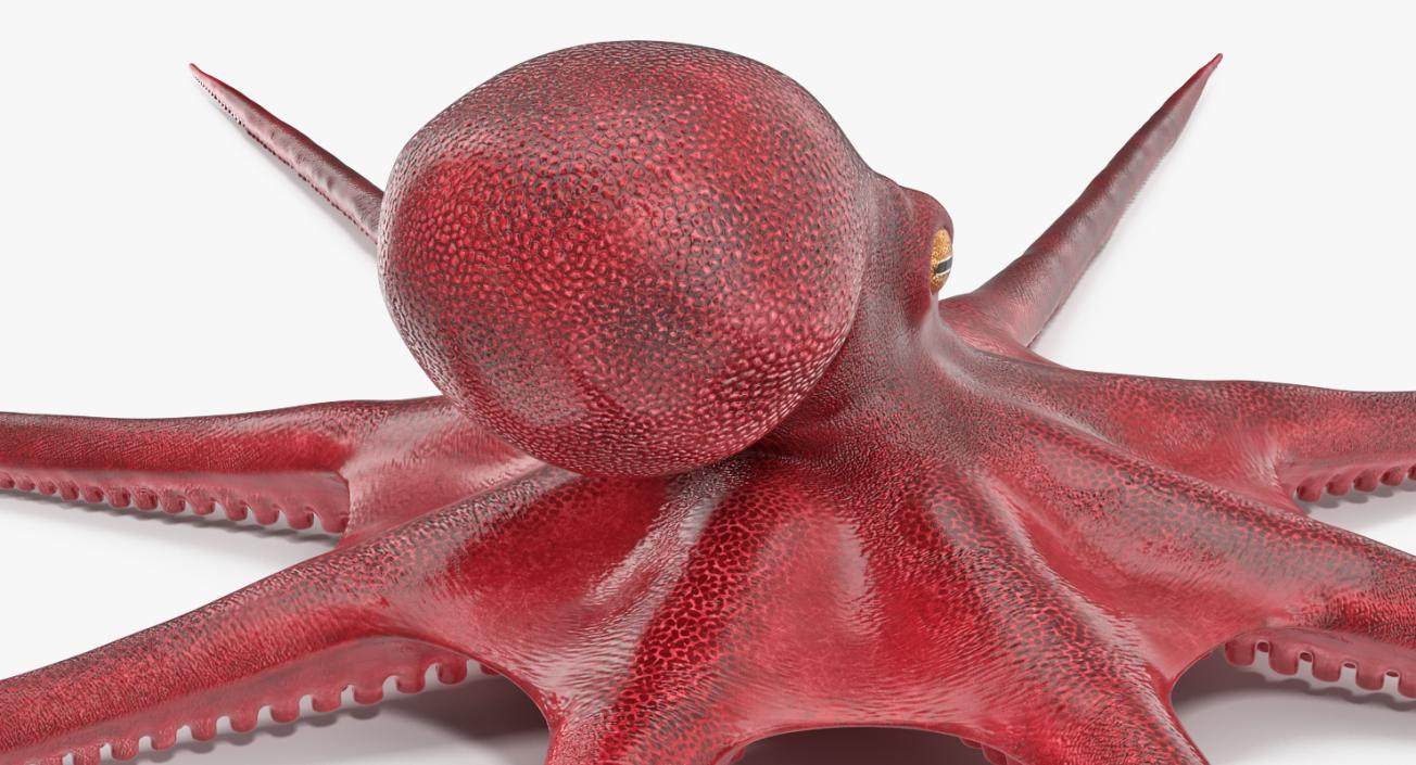 3D Octopus Vulgaris