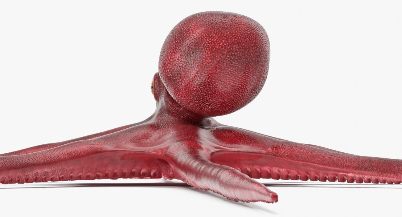 3D Octopus Vulgaris