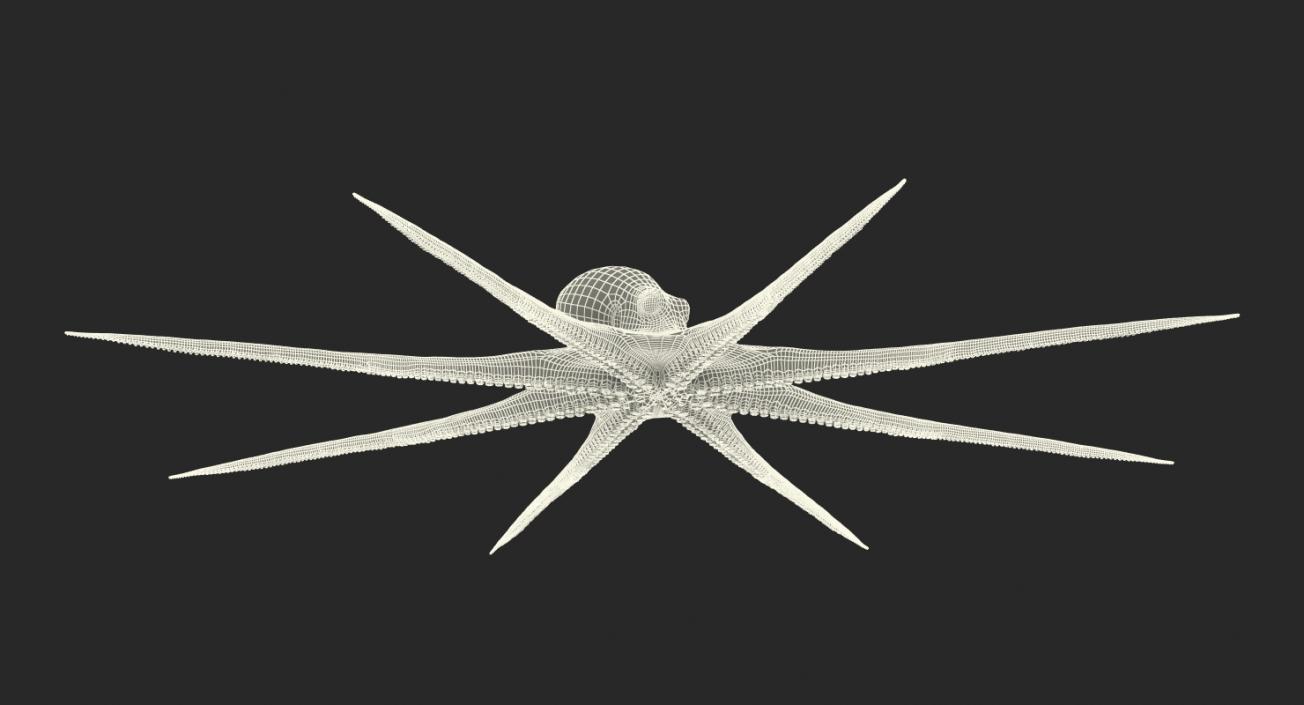 3D Octopus Vulgaris