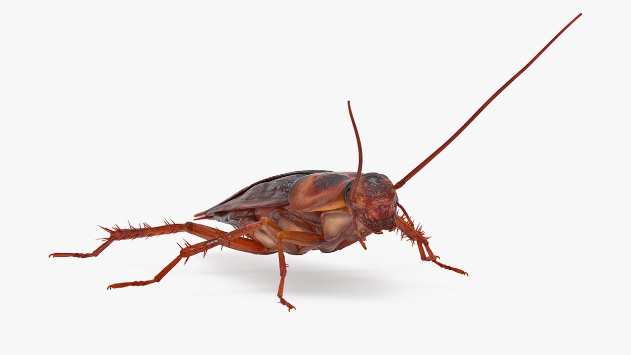 Animated Cockroach Running Rigged for Maya 3D