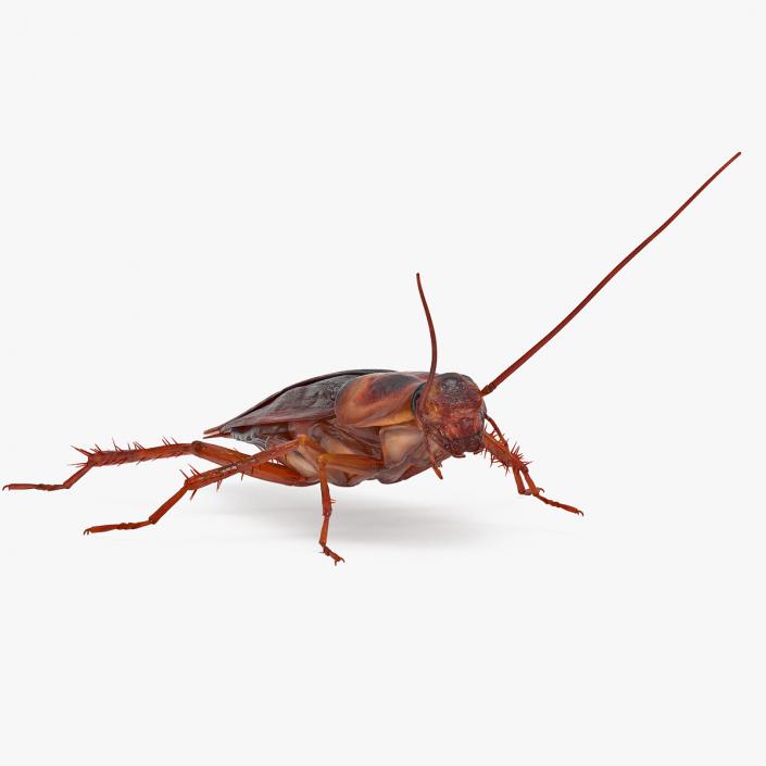 Animated Cockroach Running Rigged for Maya 3D