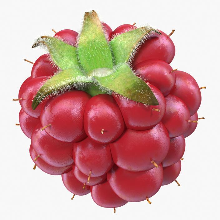 Not Ripe Berry Blackberry with Fur 3D model