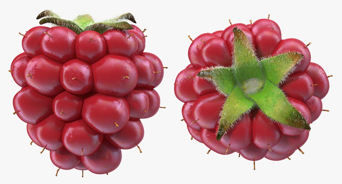 Not Ripe Berry Blackberry with Fur 3D model