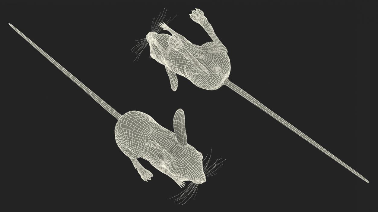 Allactaga Tetradactyla 3D