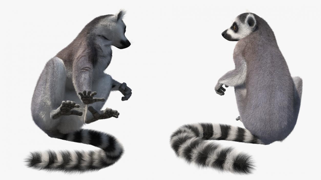 Ring-tailed Lemur Sitting Fur 3D model