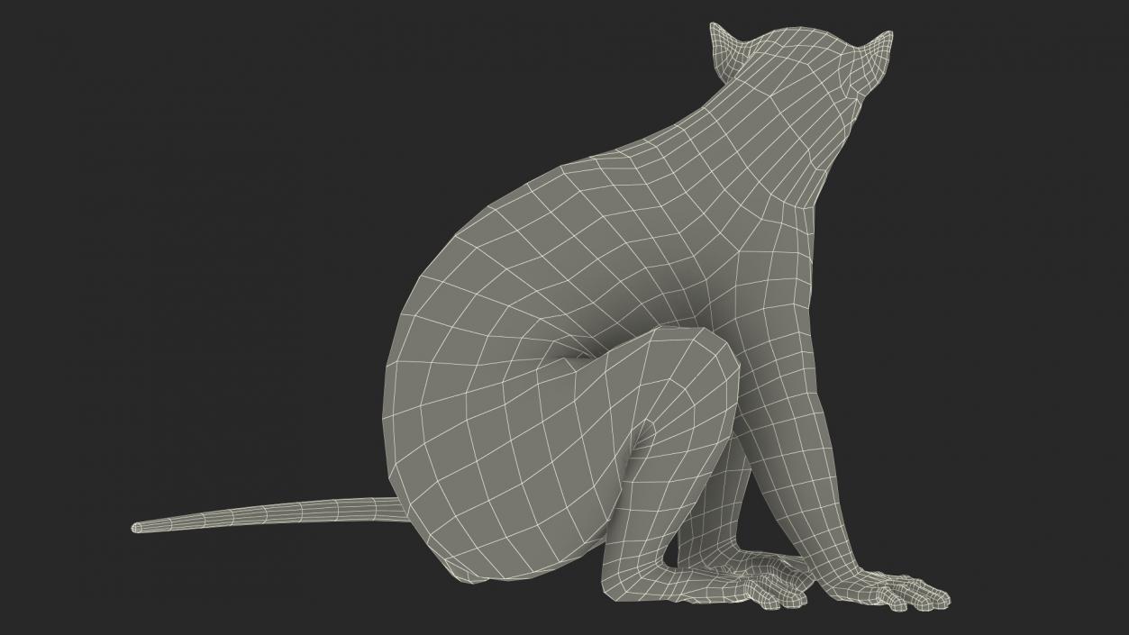 Ring-tailed Lemur Sitting Fur 3D model