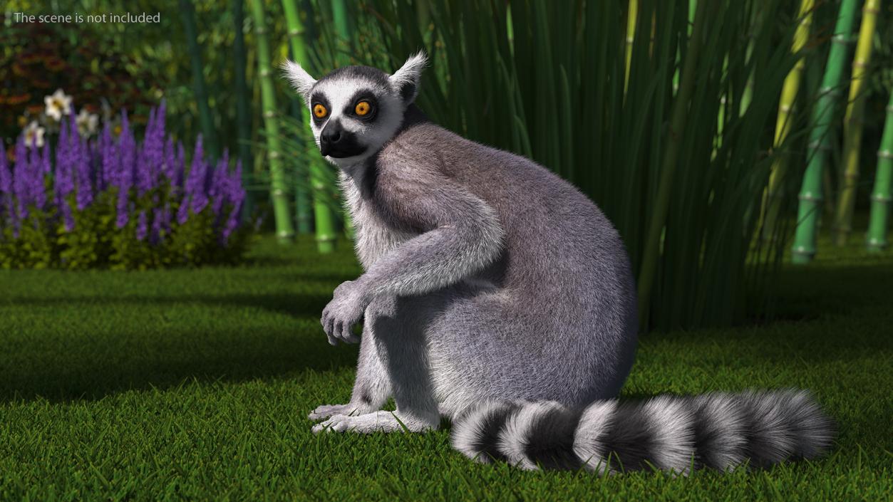 Ring-tailed Lemur Sitting Fur 3D model