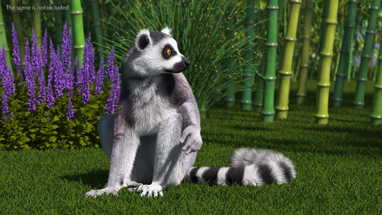 Ring-tailed Lemur Sitting Fur 3D model