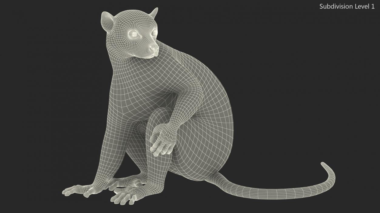 Ring-tailed Lemur Sitting Fur 3D model